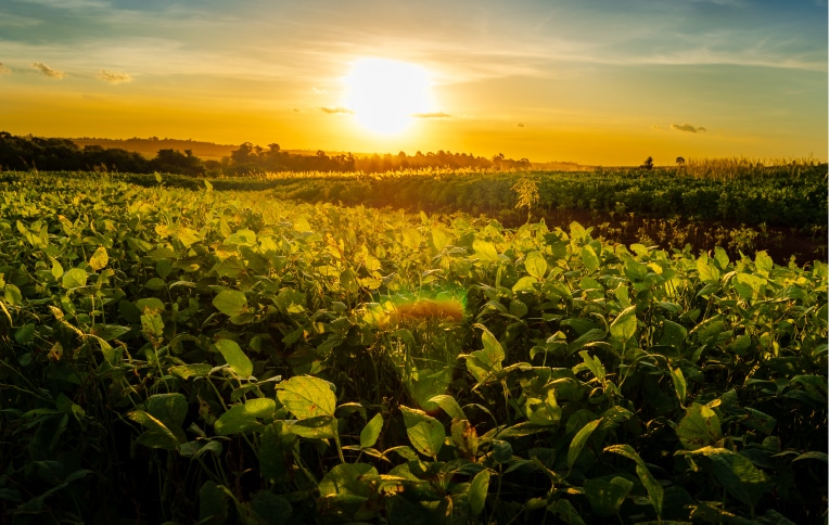 A field of soybean plants at sunset