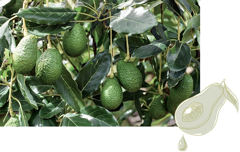 Image of an avocado plant with its fruits