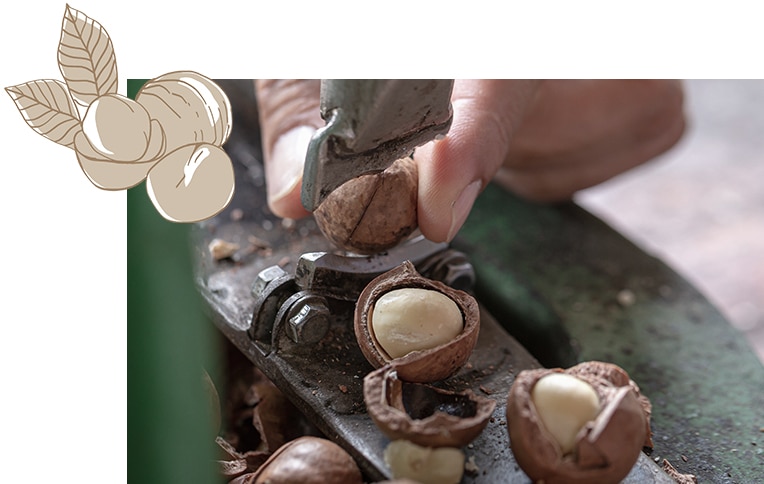 Image of macadamia nuts