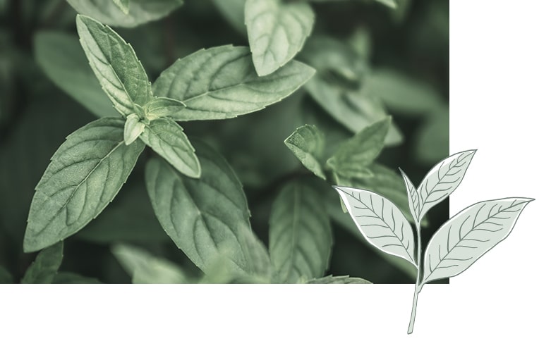 Image of a green tea plant