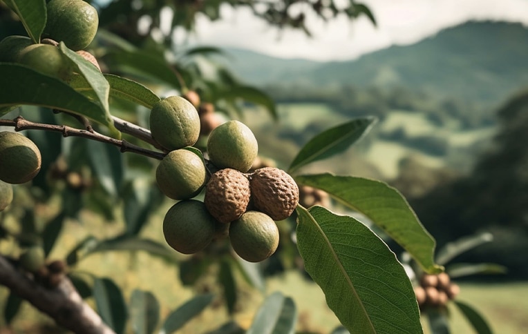 Image of a macadamia tree