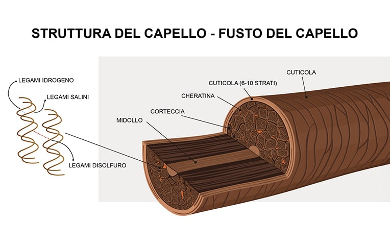 L'immagine mostra la struttura del fusto del capello, evidenziando i legami idrogeno, salini e disolfuro, e gli strati tra cui cuticola, corteccia e midollo.