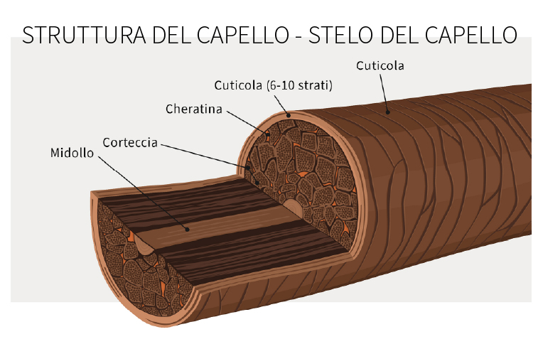 Struttura del capello con i vari strati dello stelo.