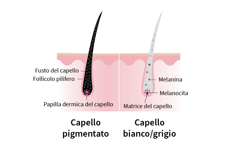 Infografica sulla struttura dei capelli grigi
