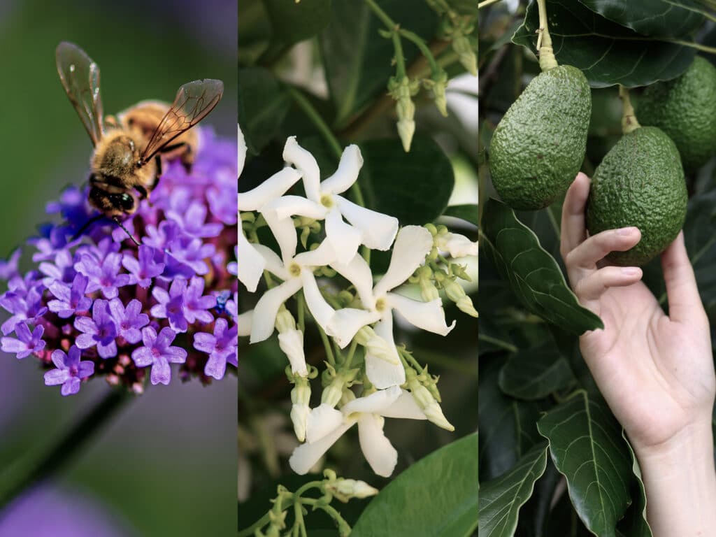 Carousel of images showing flowers, a bee, and an avocado plant with its fruit.