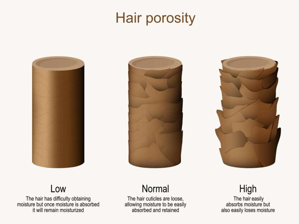 Image depicting the various types of hair porosity: low, normal, and high.