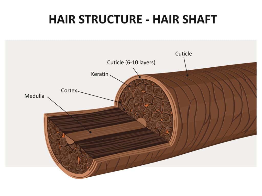 Image showing the hair shaft structure.