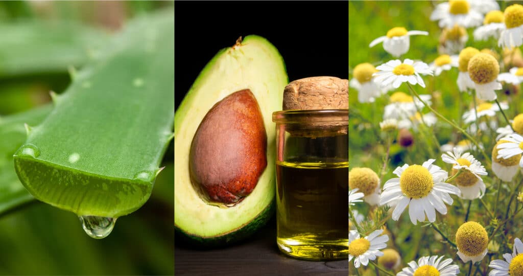 Carousel image showing three ingredients: aloe vera, an avocado with its oil in a jar, and daisy flowers.