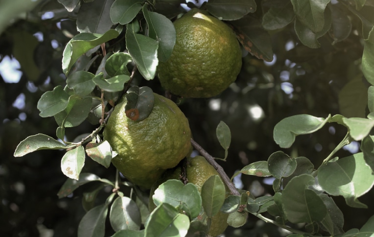 image of a citrus plant and its fruits.