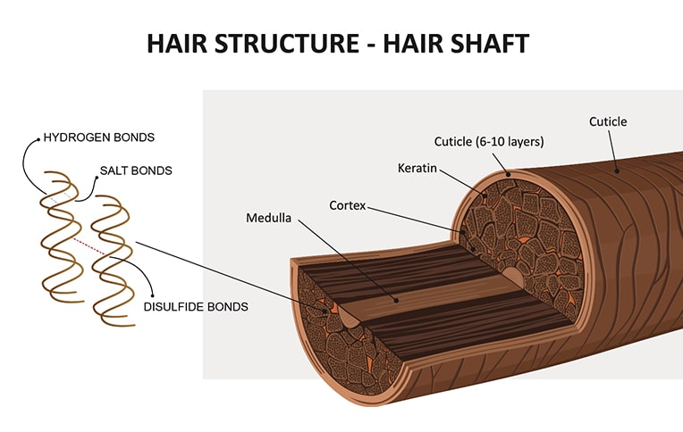 The image shows the hair shaft structure, highlighting the hydrogen, salt, and disulfide bonds, and the layers including cuticle, cortex, and medulla.