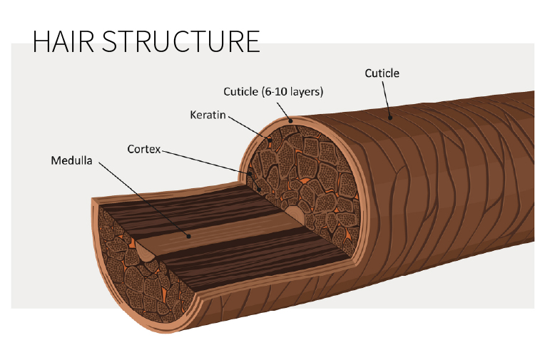 Hair structure showing the different layers of hair shafts.