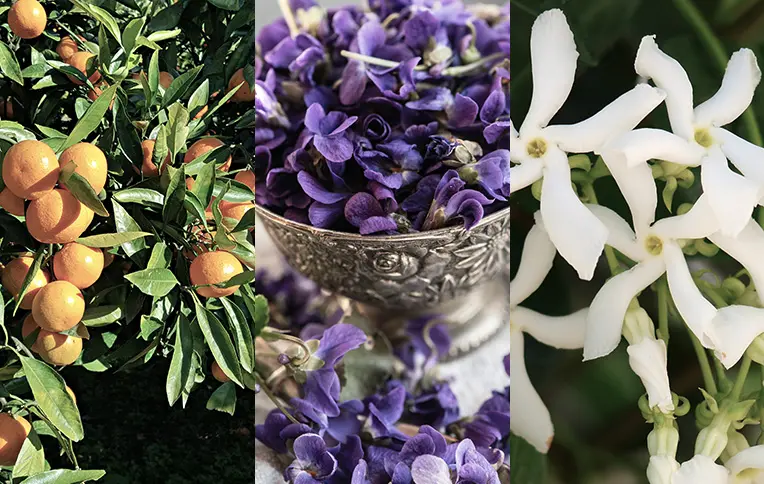orange tree, purple violets, and white jasmine flowers.