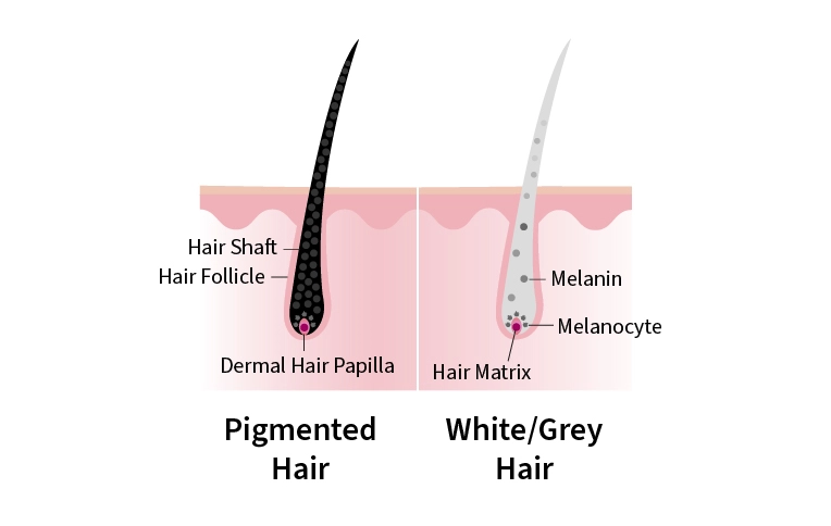 Grey Hair’s Structure infographic