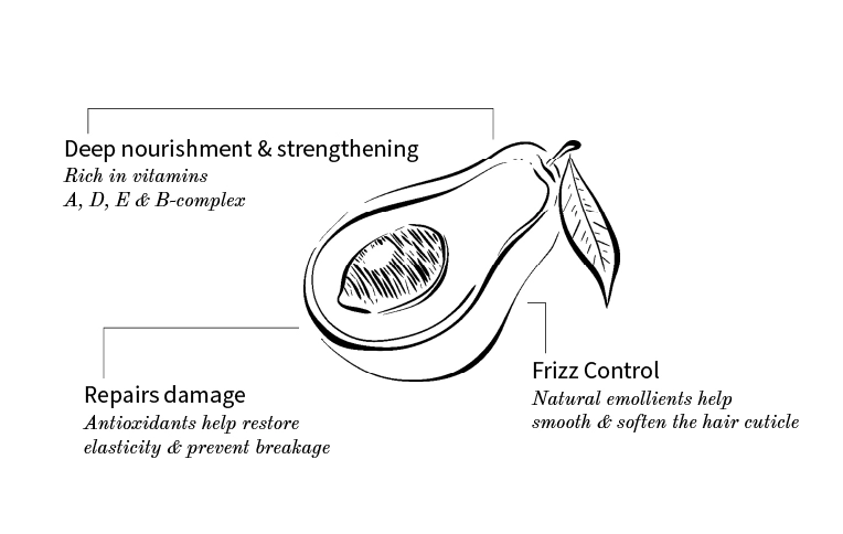 Infographic of Avocado. benefits: Frizz control, Deep nourishment & strengthening, Repairs damage 