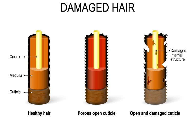 Infographic on hair type showcasing damaged to healthy hair strands