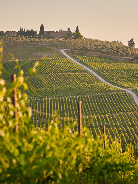 Image of a vineyard in Italy.